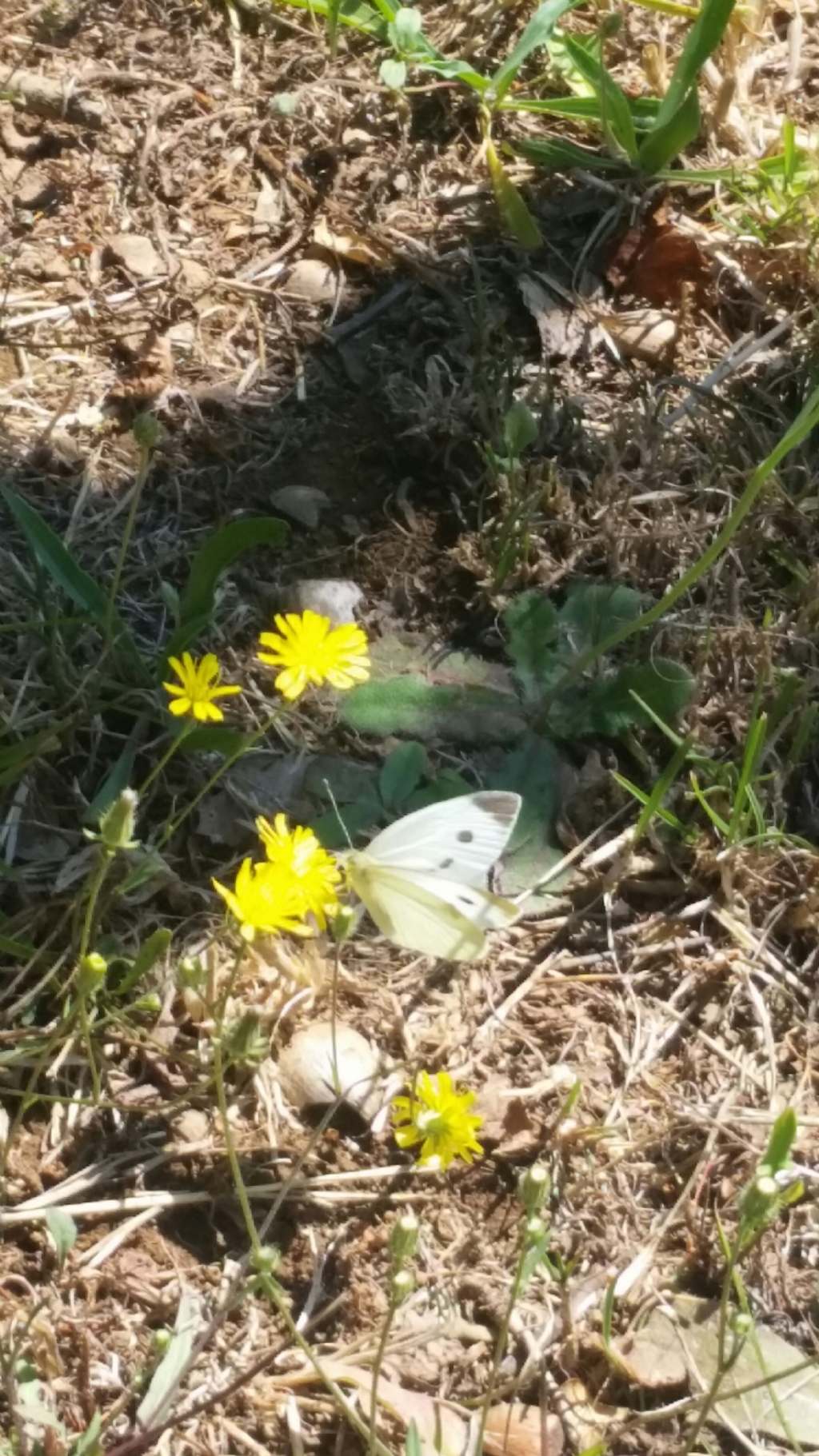 Pieris napi?  No, Pieris rapae